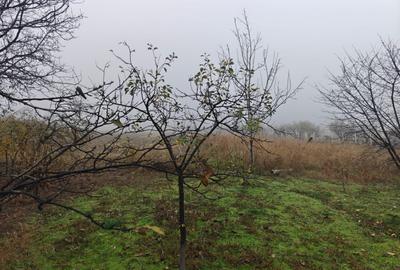 Teren intravilan 12.511 mp | Potoceni – Mărăcineni | Ideal pentru dezvoltare rez - 4