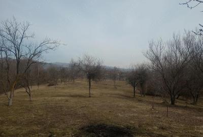 Casă cu 5 camere cu Teren 6200 Mp în Făget - 8