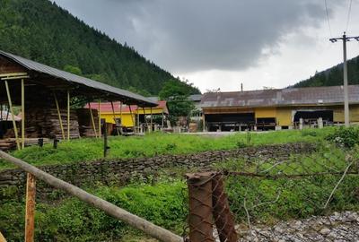 7 500 mp teren / linie completa productie  ferestre si usi din lemn stratificat - 2