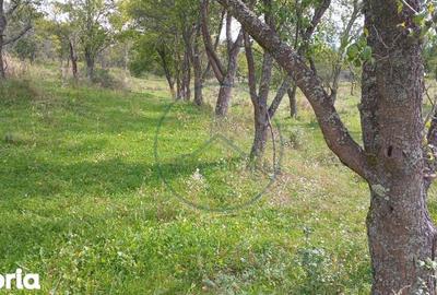 Teren de 10000 mp, în Livezile - 3