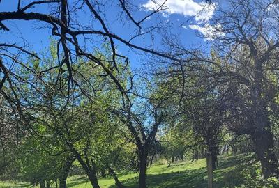 Vand 2 case batranesti Musetesti Gorj Vand 2 case batranesti Musetesti Gorj - 3