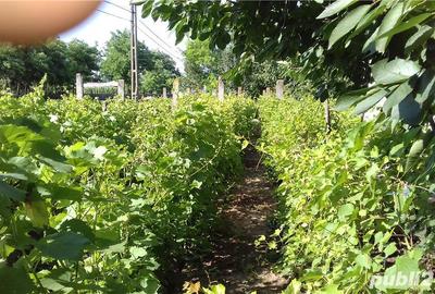 Casă cu 4 camere cu Teren 6.8 Mp în Glodeanu-Siliștea - 9