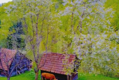 Teren intravilan agricol in Bran - Brasov - 2