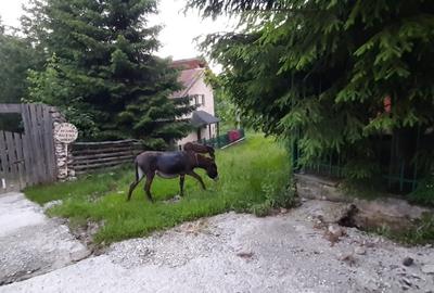 Casa de vacanta sau pensiune situata langa Cabana Trei Brazi Predeal - 41