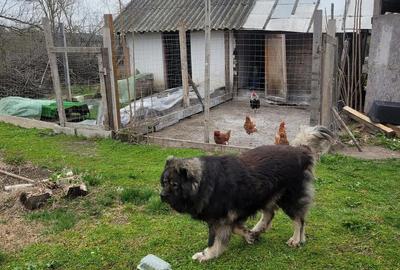 Casă cu 4 camere în Valea Bujorului - 2