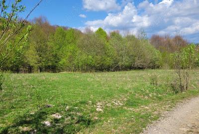 Teren de 4000 mp, în Satu Mare - 10