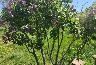 Casa si teren Floresti-Stoenesti,acces A1 - 9