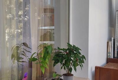 Apartament cu 2 camere semidecomandat în Gojdu