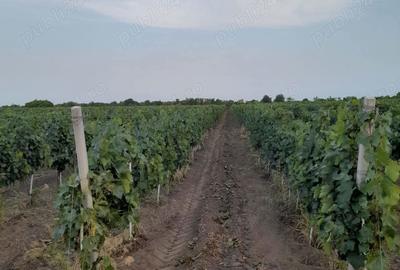 Teren de 45000 mp, în Central - 2