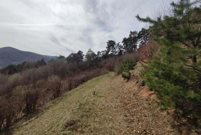 Teren intravilan Brasov - Drumul Poienii, pentru case de vacanta si argement. Teren intravilan Brasov - Drumul Poienii, pentru case de vacanta si argement. - 2