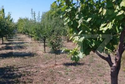 Teren de 2600 mp, în Central - 3