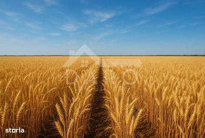 Teren de 100000 mp, în Zagăr - 2