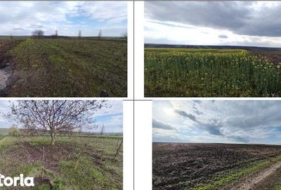 Teren de 10000 mp, în Șipote - 10