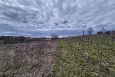 Teren de 5700 mp, în Iabalcea - 2