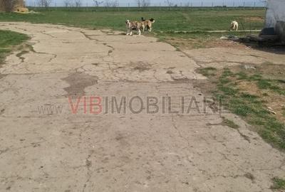 Ferma Zootehnică Mixtă – Cernateaz, Timiș | 9,5 ha | Hale Moderne, Casă 2019, Ut - 12