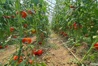 Investitie sigura! Vanzare ferma de legume care merge in plin! - 1