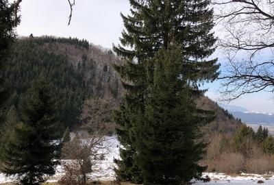 Teren agricol extravilan de 4900 mp, în 13 Decembrie - 4