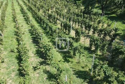 Casă cu 4 camere cu Teren 12356 Mp în Râșca - 6