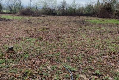 Unguras, 20 ari teren - 2