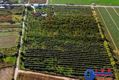 Teren de 44999 mp, în Sabangia - 22