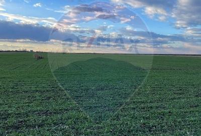 De vanzare Teren agricol 10.800 mp Gruiu / IF - 4