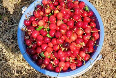 Vand casa su gradina , Baiceni , Judetul Iasi - 10