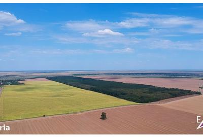 Teren de 9300 mp, în Frumușani - 5