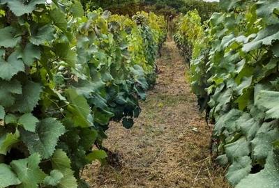 Casă individuală cu 4 camere cu Teren 3414 Mp în Comarna - 15