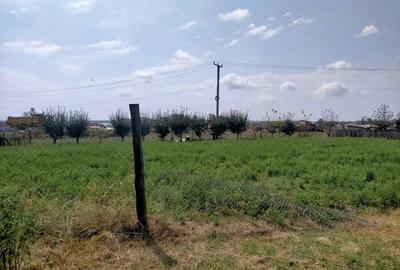 Teren de 800 mp, în Rovine - 3