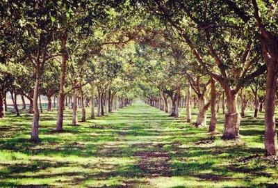 Teren extravilan de 80000 mp, în Suraia - 3