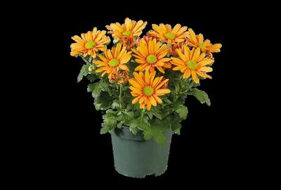 Vand garsoniera cf3 baicului Vand garsoniera cf3 baicului - 1