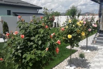 Casa pe parter, curte matura, complex linistit – Clinceni ! - 4