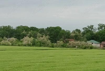 Casa de vanzare Ciofliceni - 4