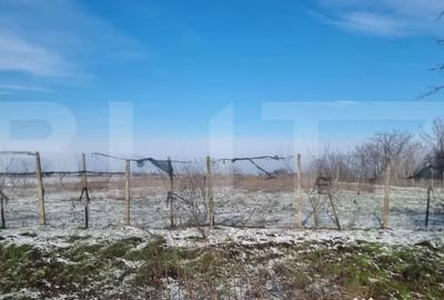 Teren de 50000 mp, în Ciorani - 5