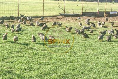 De vanzare ferma Calarasi in stare de conservare - sere - livada - 22