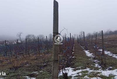 Teren de 1308 mp, în Rediu - 1