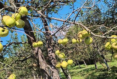 Casă cu 4 camere cu Teren 797 Mp în Râu Alb de Jos