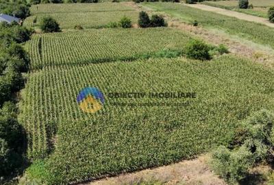 Teren intravilan 3866 mp Dumbrava Rosie - 3