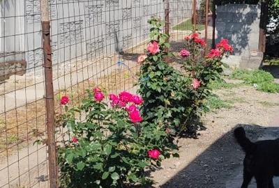 Casa de vanzare in Jilava - 5