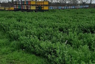 Teren Construcții intravilan de 3000 mp, în Cazasu - 2