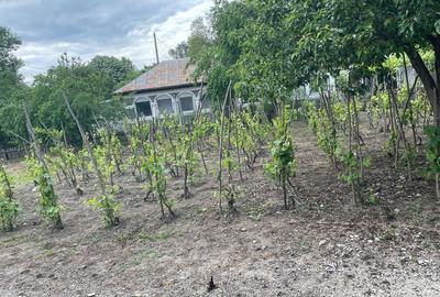 Casă cu 4 camere în Manasia - 8