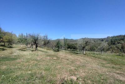 Teren extravilan 73 ari + cabana+lac de pesti,zona Slatinita - 5