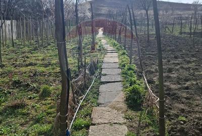 Casă cu 3 camere cu Teren 773 Mp în Târnava - 10