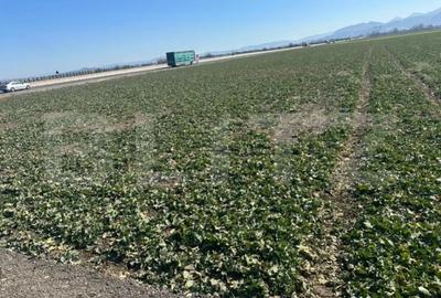 Teren în Central - 1