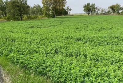 Teren Construcții intravilan de 6005 mp, în Șiriu - 8