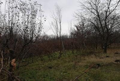 Casă cu 6 camere cu Teren 1848 Mp în Pașcani - 8