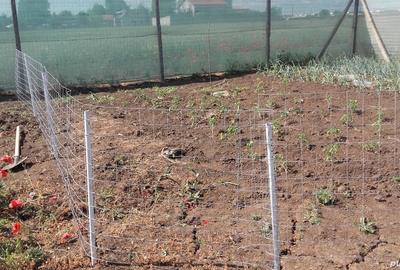 Vand teren intravilan 500 mp Agigea - 6