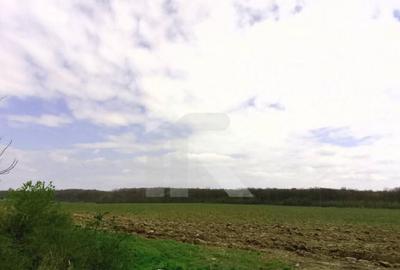 Teren de 5322 mp, în Gruiu