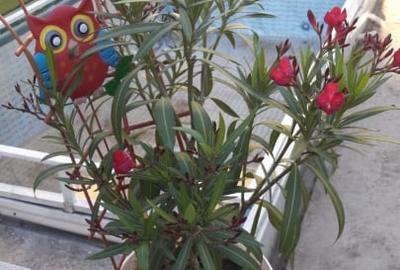 Casa in Coiciu 3 camere teren 265 - 2