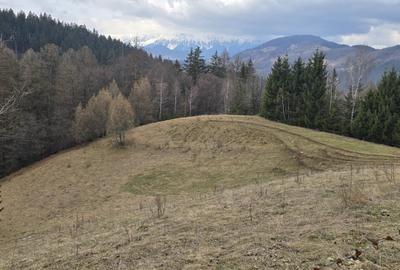 Teren Construcții intravilan de 3040 mp, în Bran - 8
